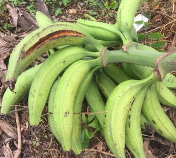 Plantain
