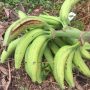 Plantain