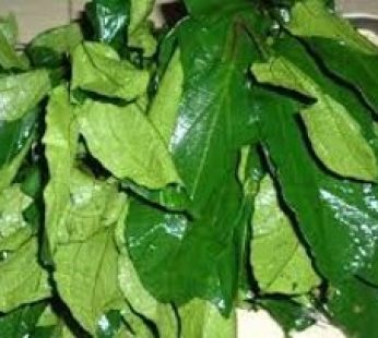 Pumpkin Leaves – Ugu